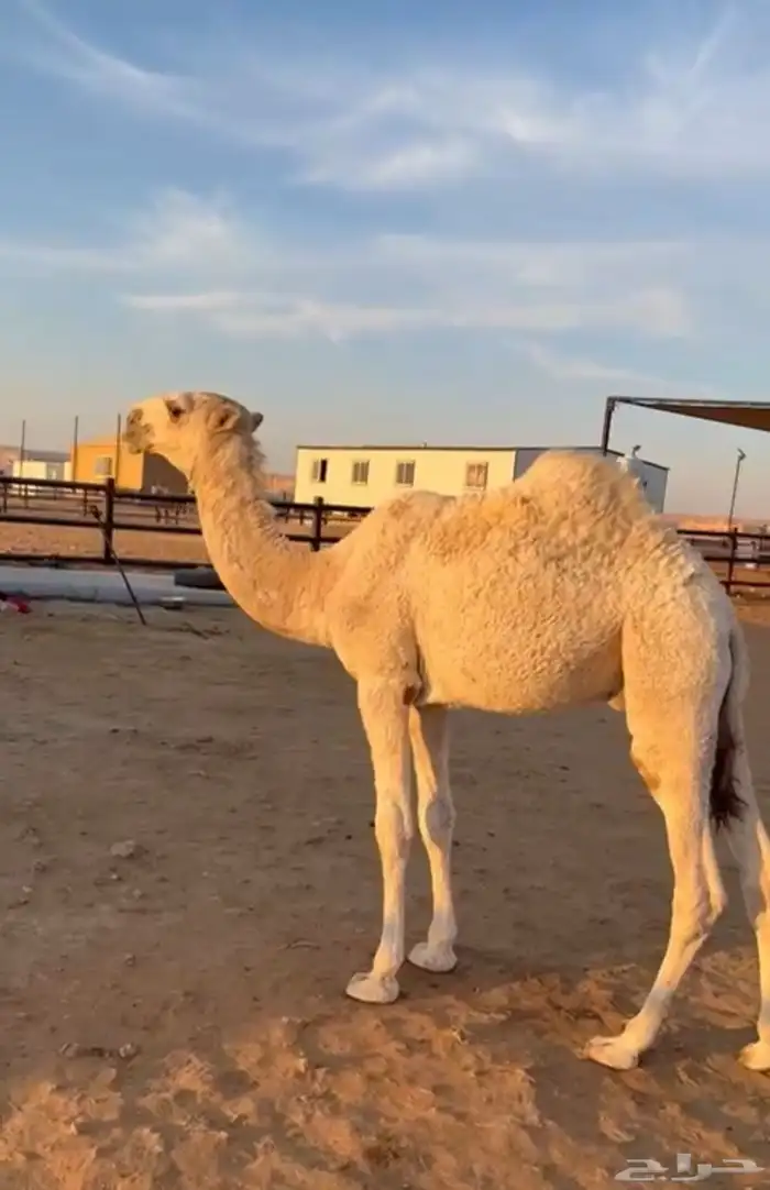 قعود اوضح على سلاله الارخم 0