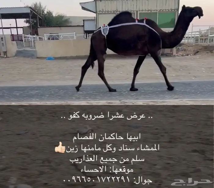 عشاير ضرايب جاهزه للمناخ 1