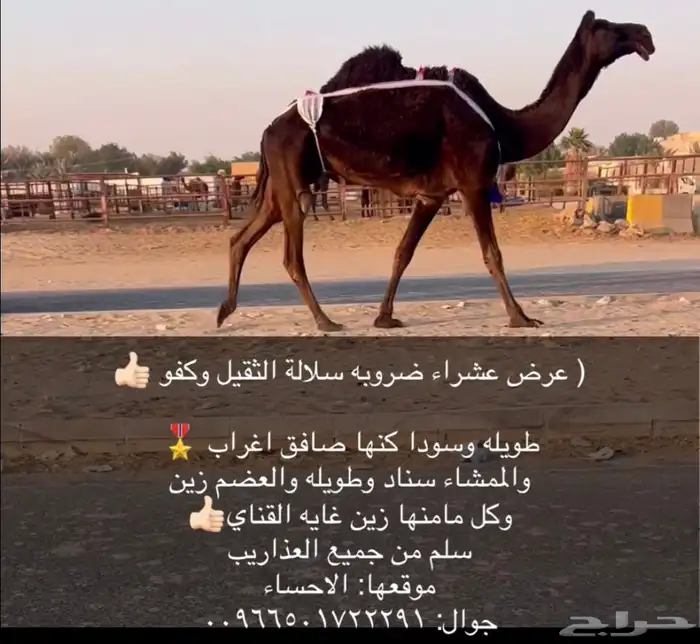 عشاير ضرايب جاهزه للمناخ 2