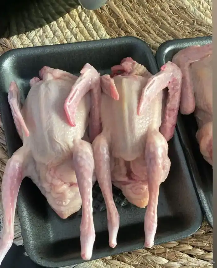 زغاليل حمام فرنسي 0