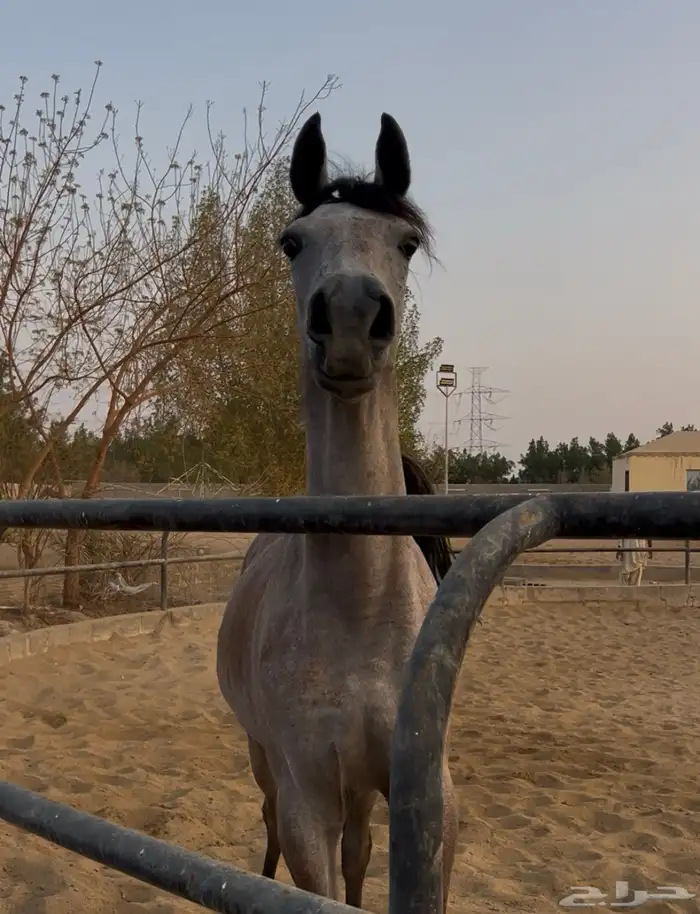 مهره واهو فاخره بنت بطل العالم اكواتور 1