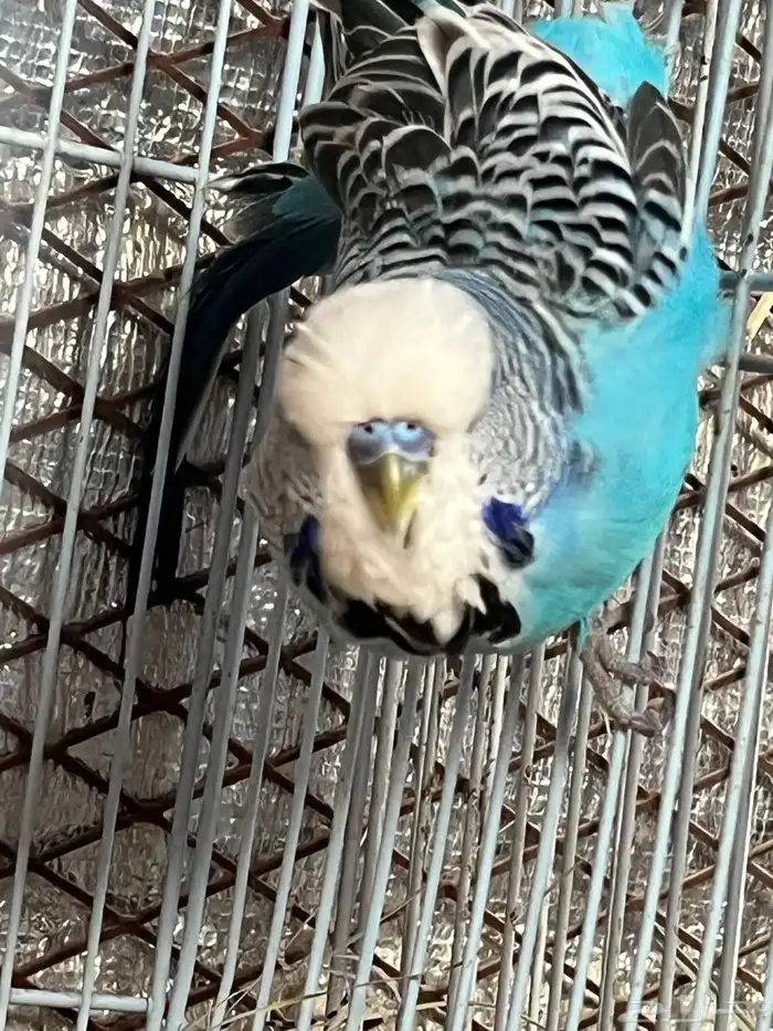 للبيع ذكر بادجي انقليزي حار 1