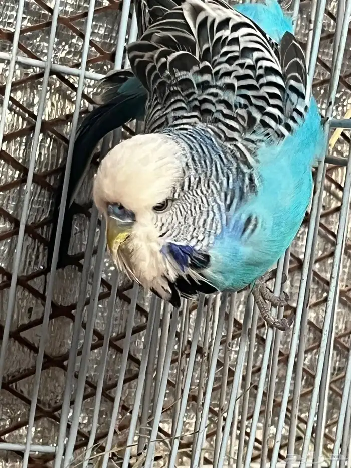 للبيع ذكر بادجي انقليزي حار 2