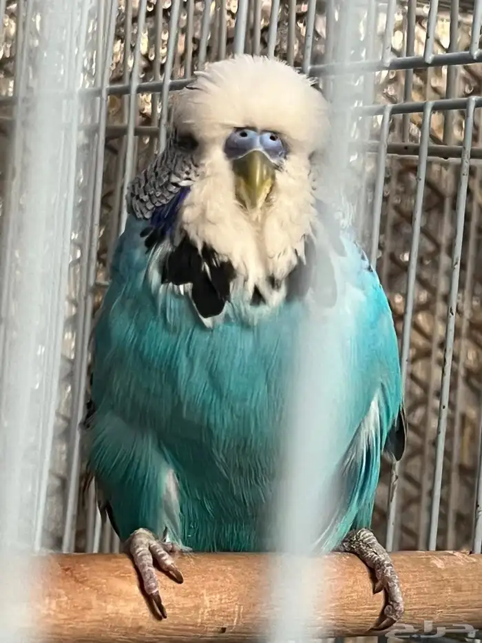 للبيع ذكر بادجي انقليزي حار 0