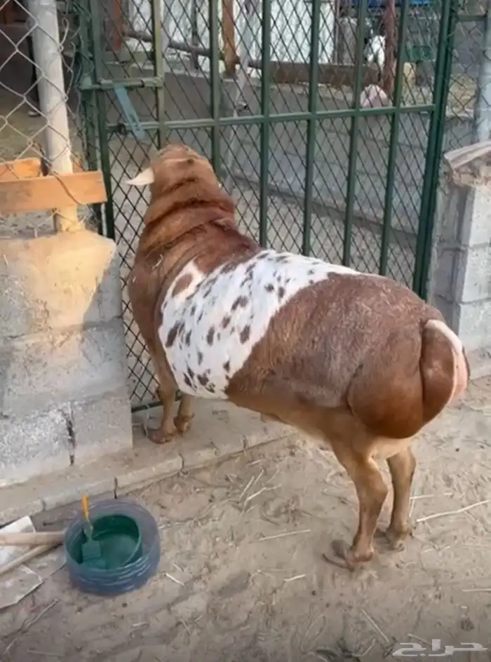 فحل بربري مطور بيرشن احمر 1