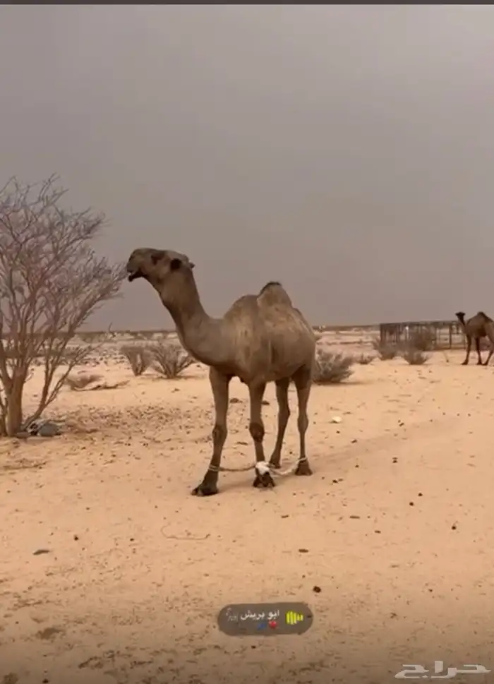 بكره لقحه كفو 1