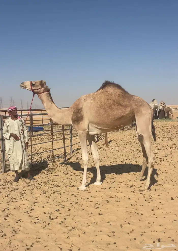 هجن بنت حراق الامير تركي لقحه 0