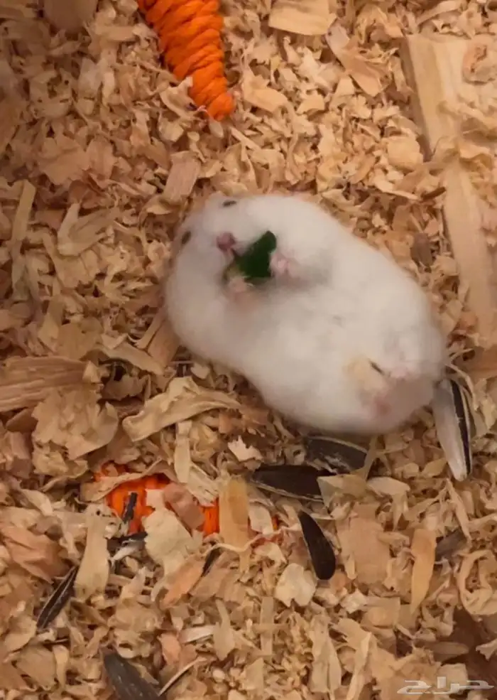 هامستر ونتر وايت 0