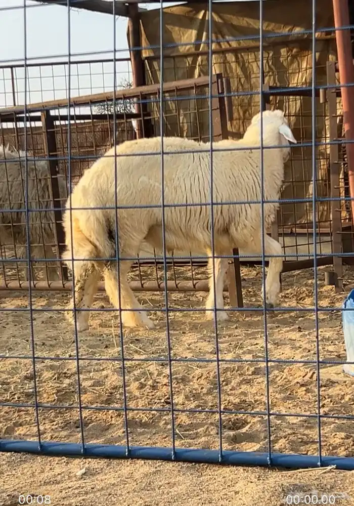 تم البيع الله يبارك لراعيه 0