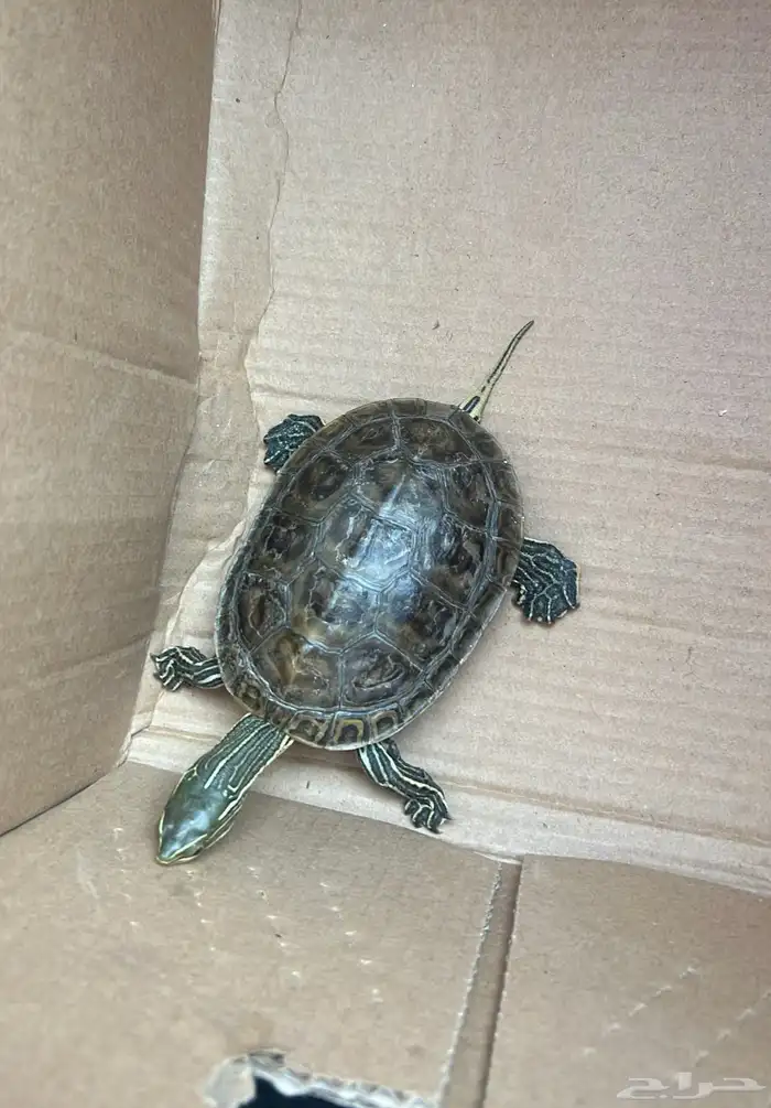 سلحفاة صغيرة اليفه 0