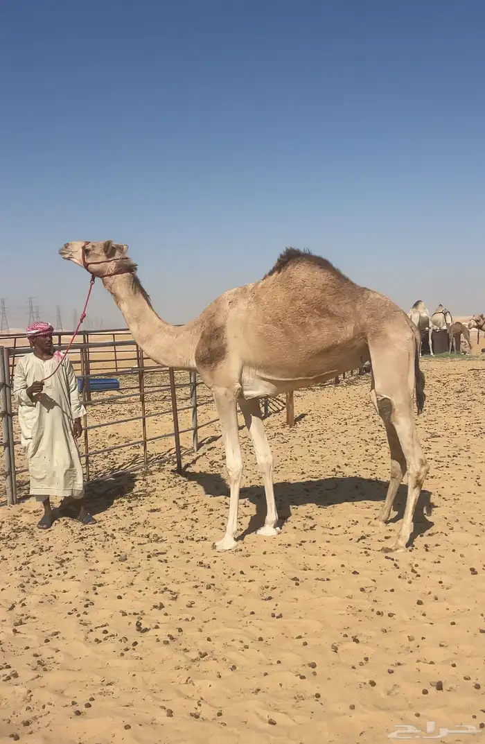 هجن بنت حراق الامير تركي لقحه 1