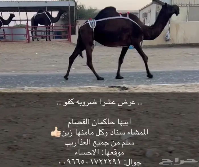 عشاير ضرايب جاهزه للمناخ 0