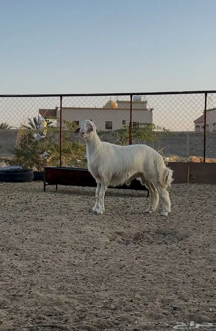 تم البيع تم البيع تم البيع مشروع فحل اصفر ابرص 3