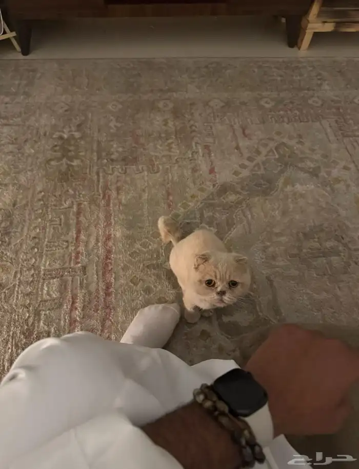 قطو سكوتش للتبني 0