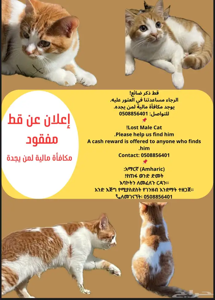قط ضائع يوجد مكافأة مالية لمن يجدة 0