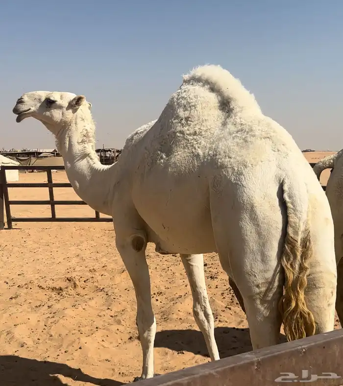 بكار كفو تماميات حقايق 0