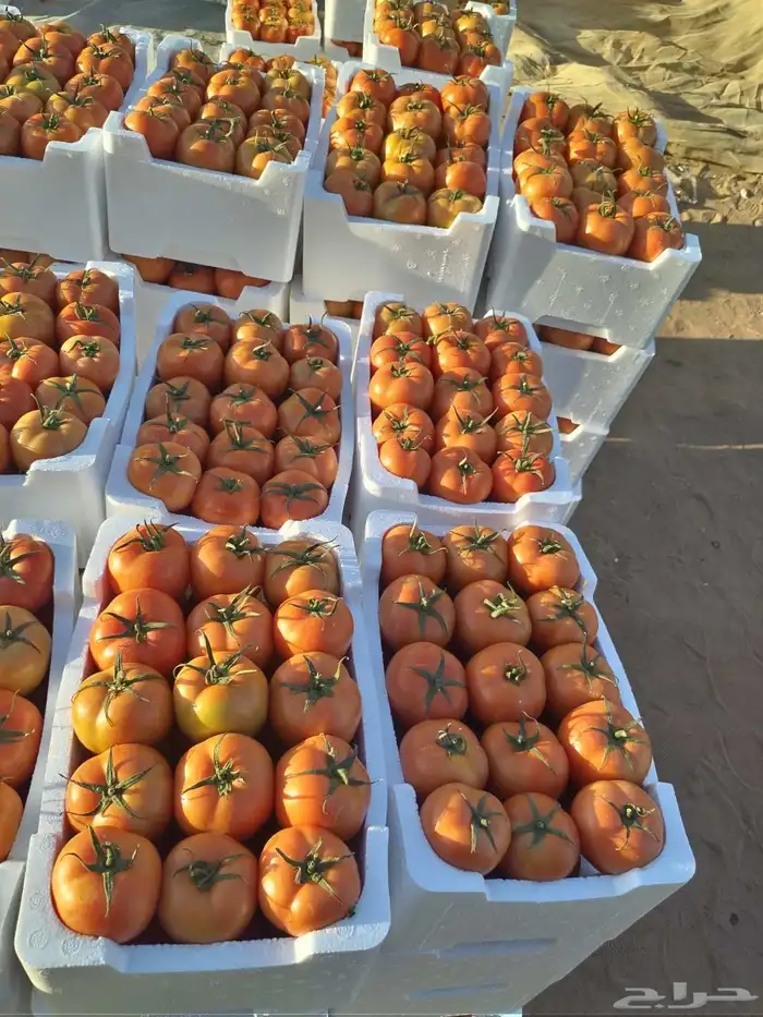 مشروع استثمارى متميز للمشاركة 4