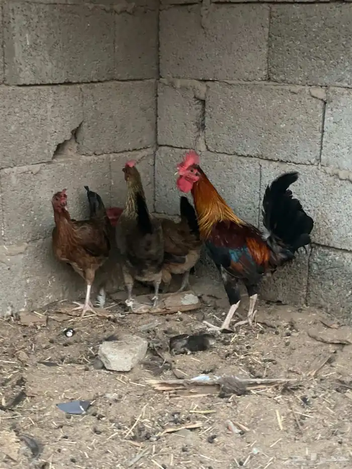 طقم دجاج عربي ( تم البيع ) 3