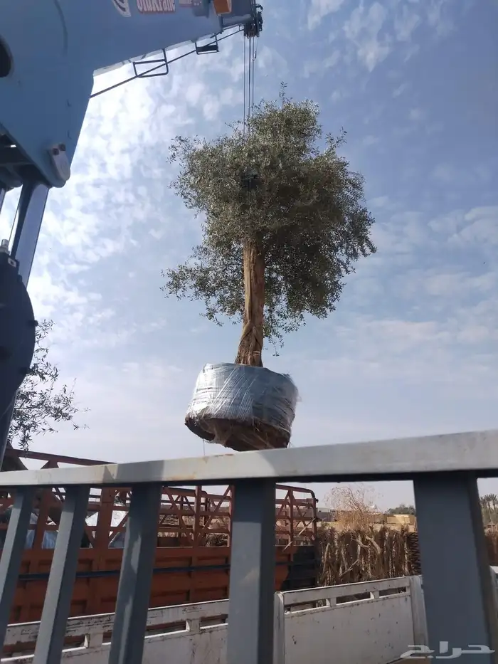 زيتون معمر لتوصل علا 4