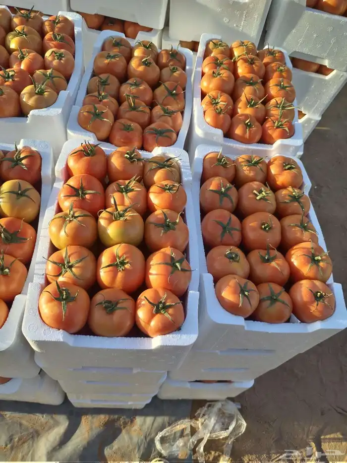 مشروع استثمارى متميز للمشاركة 3