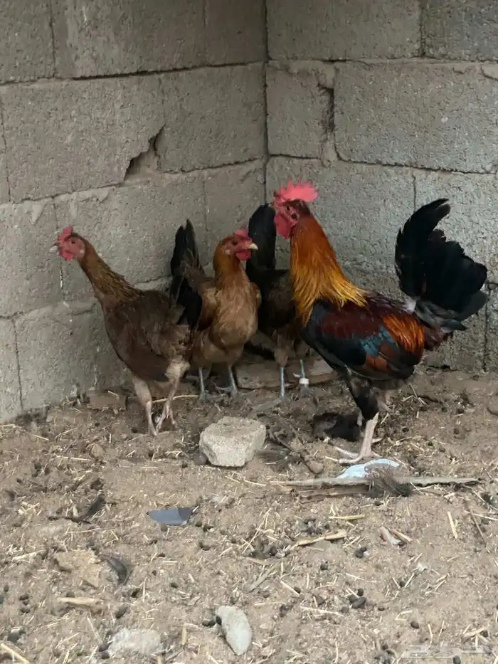 طقم دجاج عربي ( تم البيع ) 0