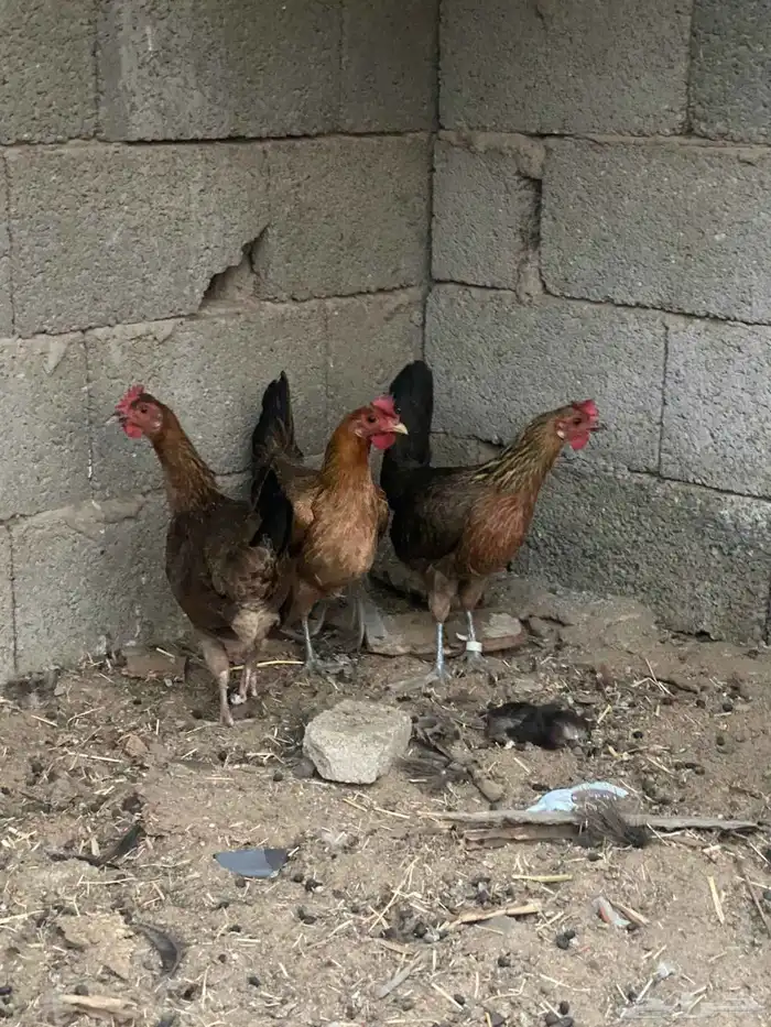 طقم دجاج عربي ( تم البيع ) 2