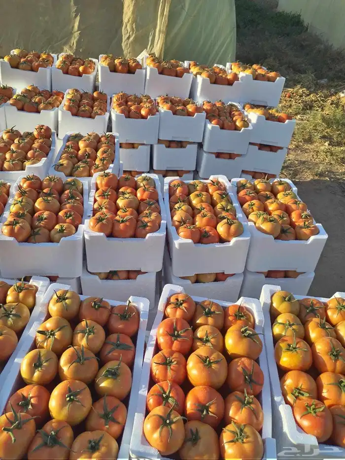 مشروع استثمارى متميز للمشاركة 0