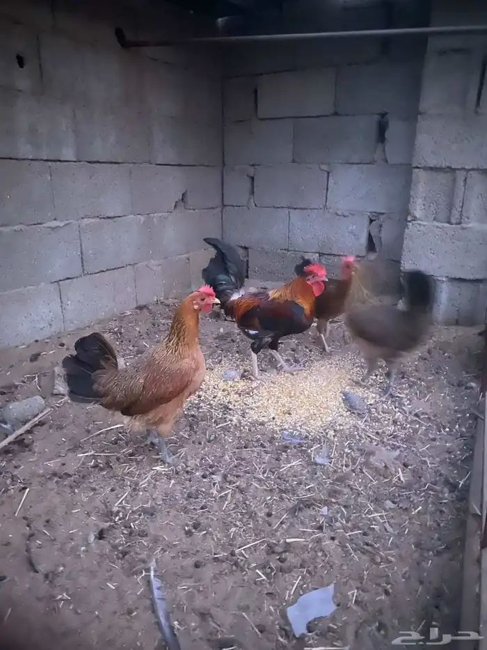 طقم دجاج عربي ( تم البيع ) 4