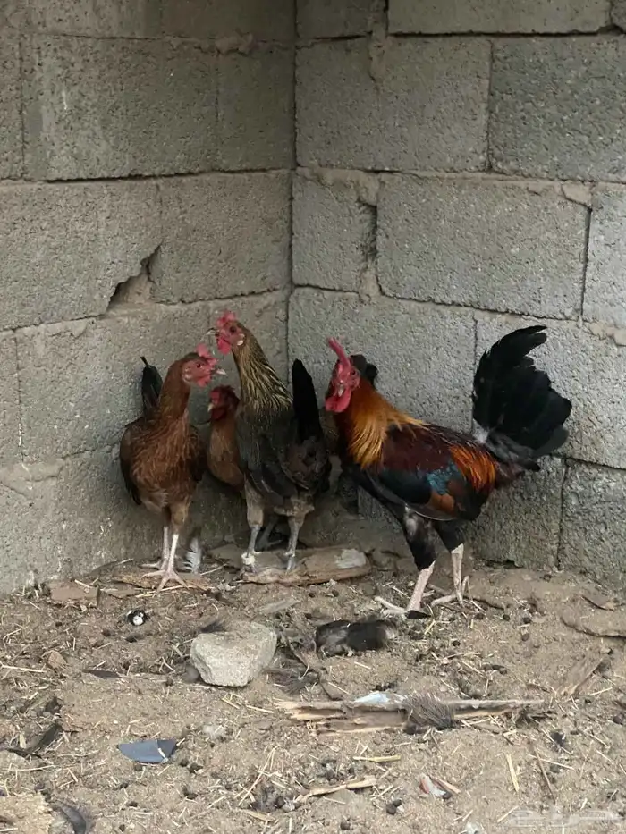طقم دجاج عربي ( تم البيع ) 1