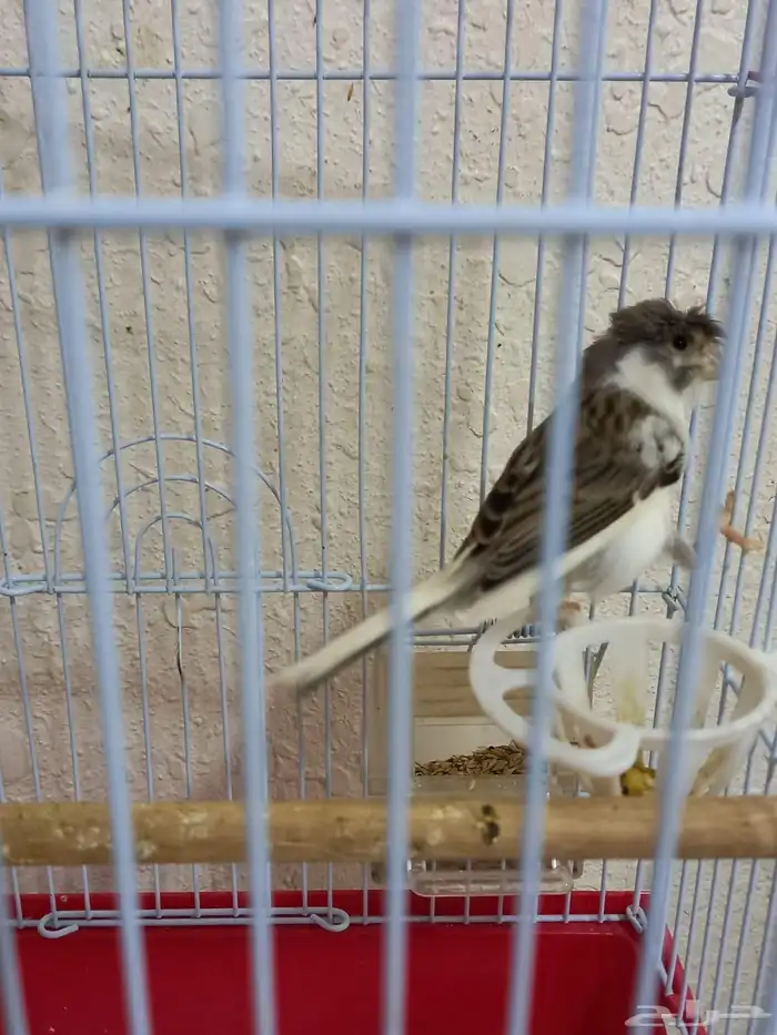 ذكر كناري سوري تغريد 0