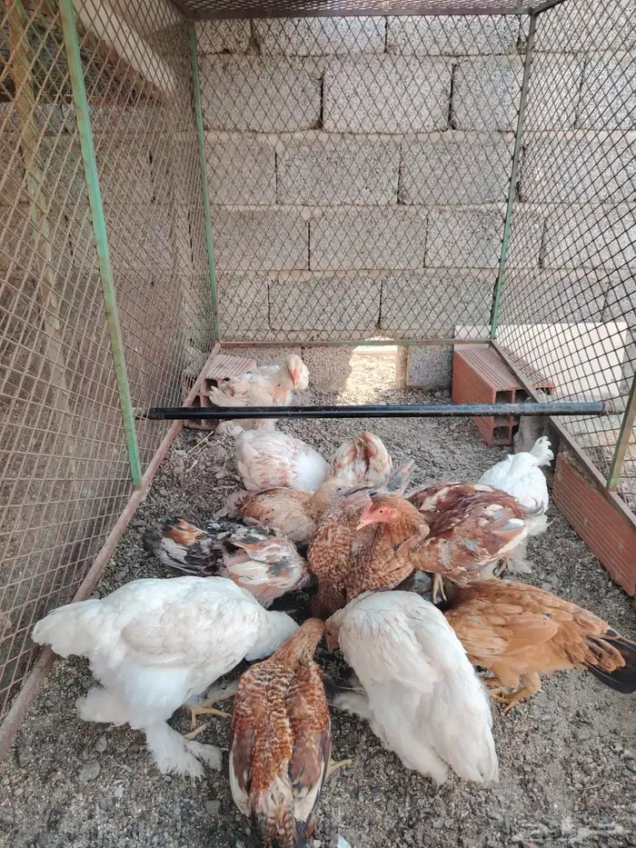 دجاج للبيع 1