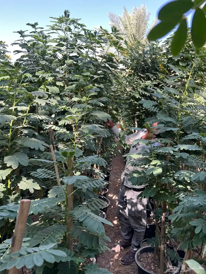 شتلات واشجار خدمة توصيل الرياض والخرج 4