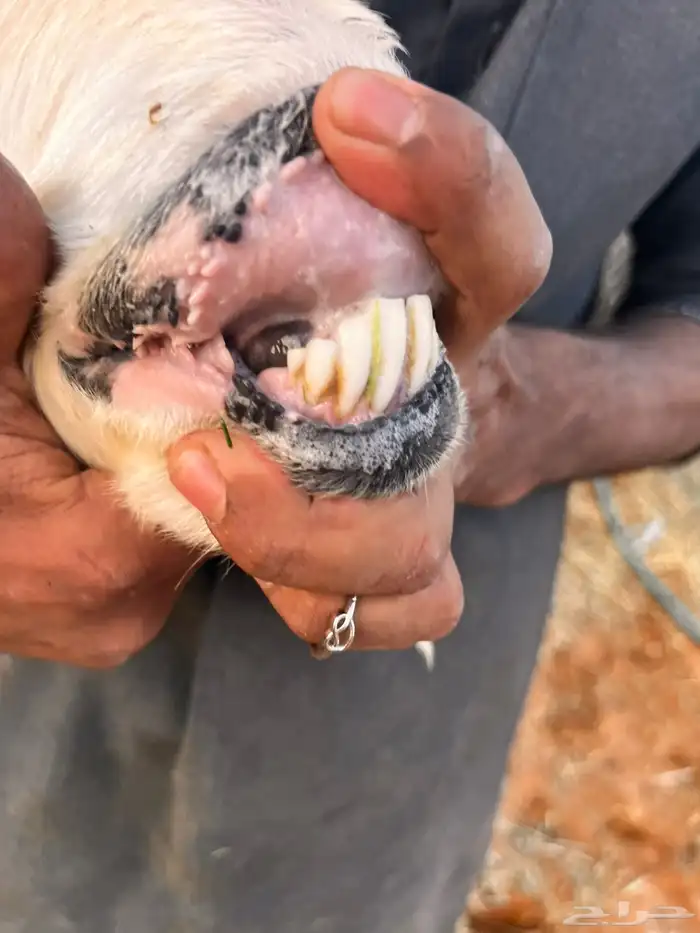 للبيع نجديه متبع 1