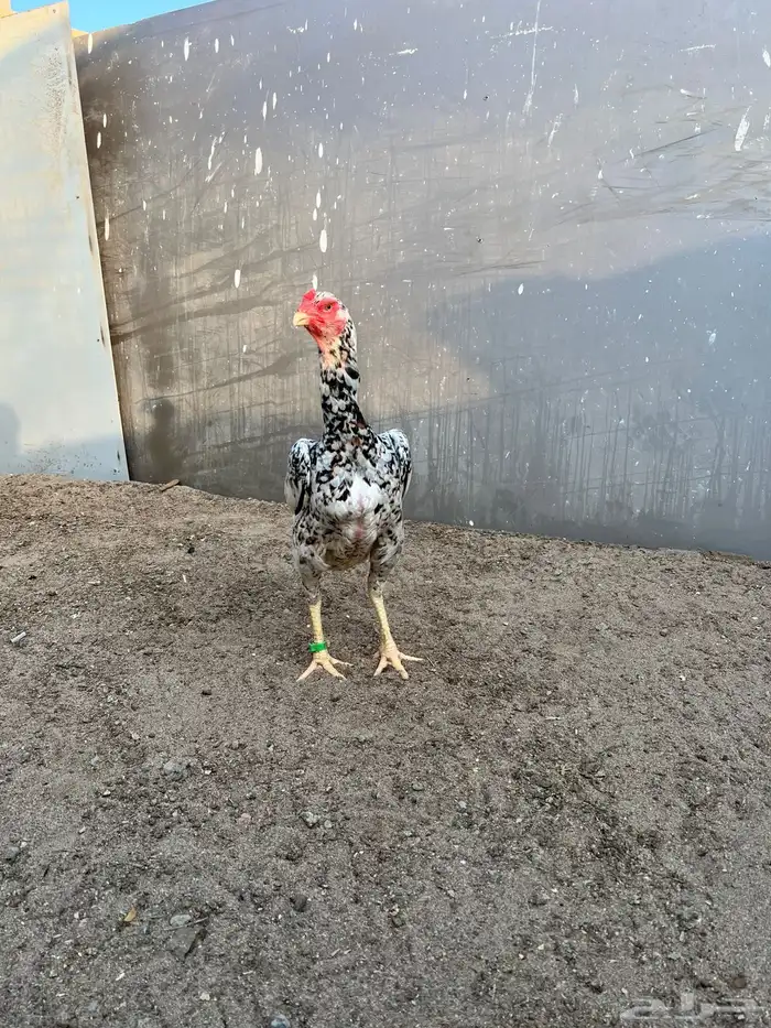 زوج شامو ياباني 2