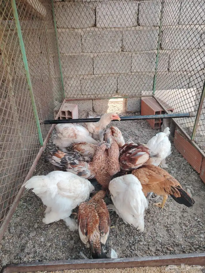 دجاج للبيع 0