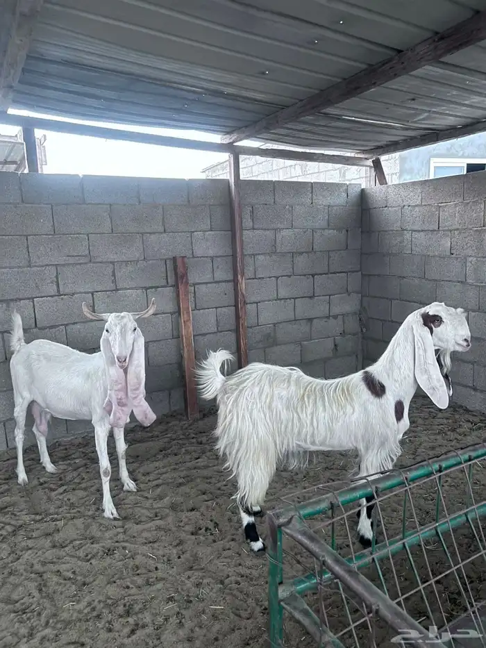 ماعز هولندي طيبه تيس وجفار دفيع 2