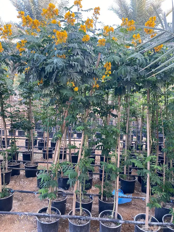 شتلات واشجار خدمة توصيل الرياض والخرج 2