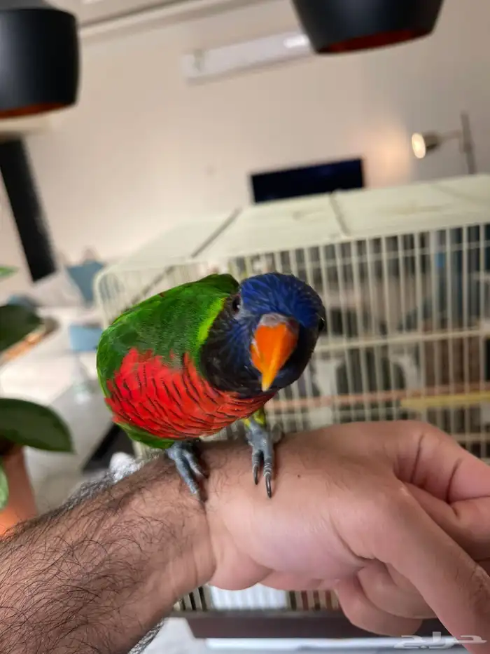 لوري للبيع 2