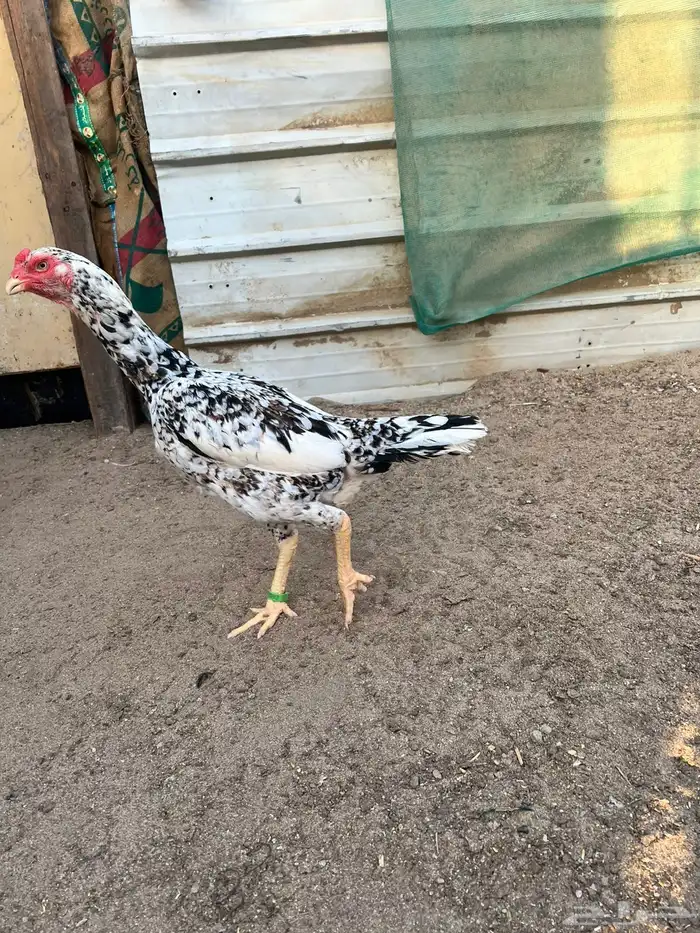 زوج شامو ياباني 4