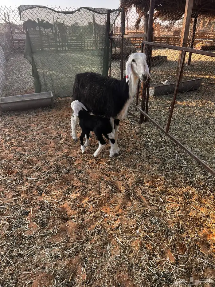 للبيع نجديه متبع 0