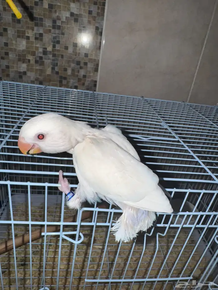 فروخ روز ( البينو - اوبلاين ) 1