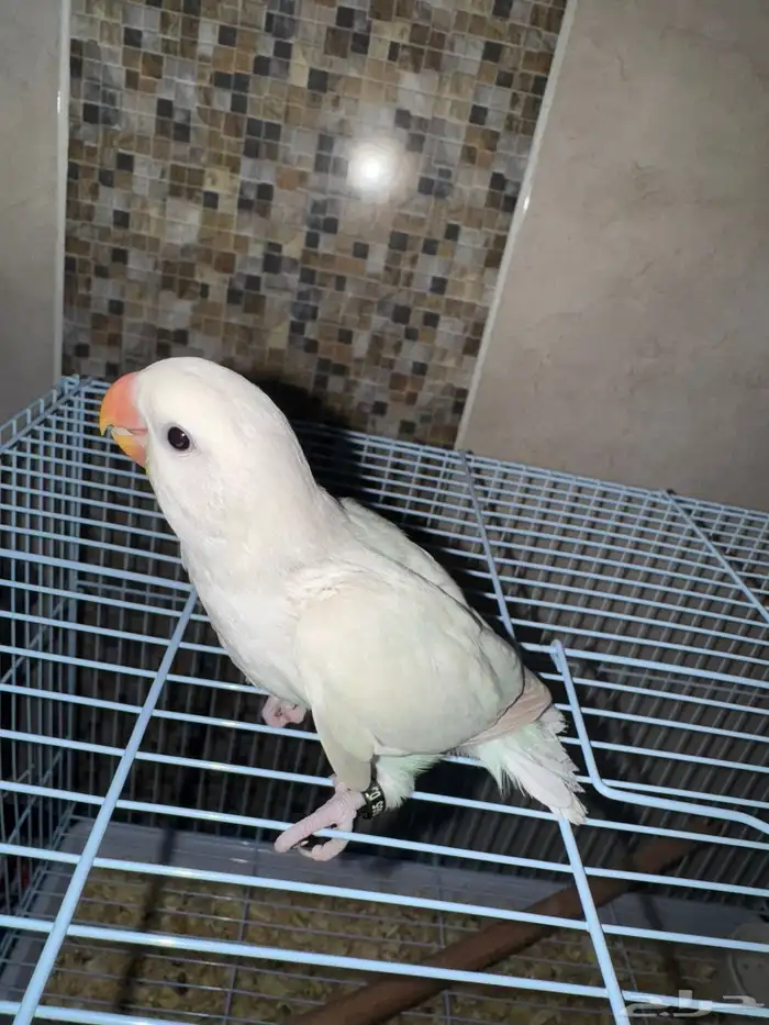 فروخ روز ( البينو - اوبلاين ) 0