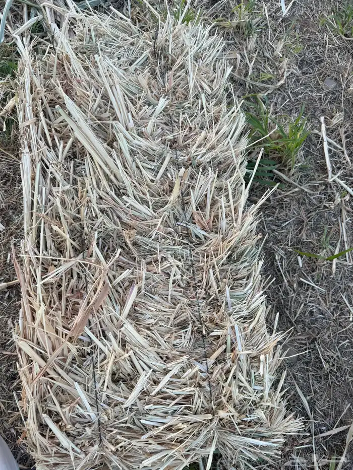 اعلاف ( ذرة ) جديد 3