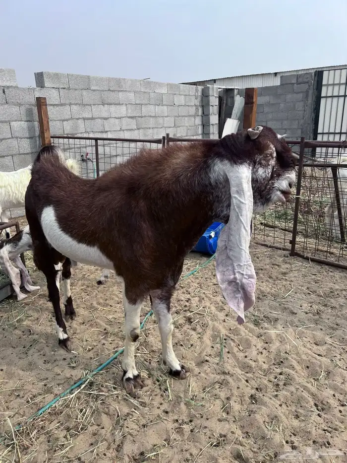 ماعز هولندي طيبه تيس وجفار دفيع 0