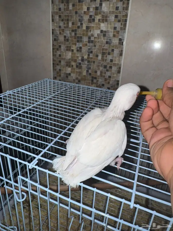 فروخ روز ( البينو - اوبلاين ) 2