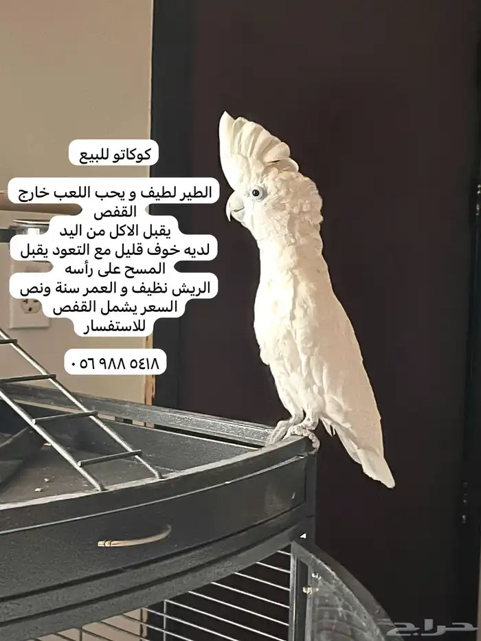 كوكاتو للبيع 0