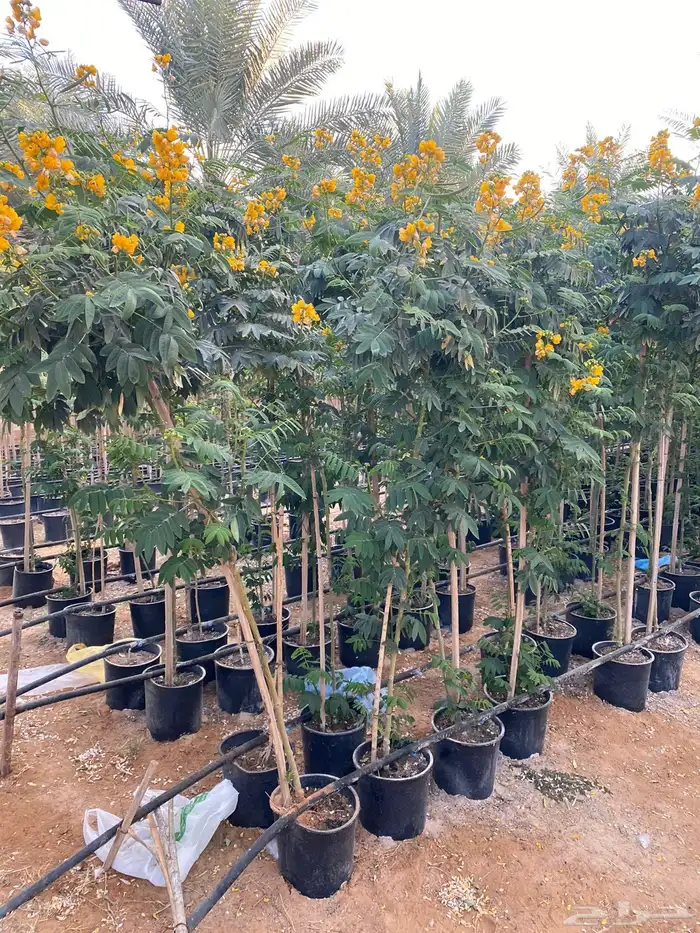 شتلات واشجار خدمة توصيل الرياض والخرج 1