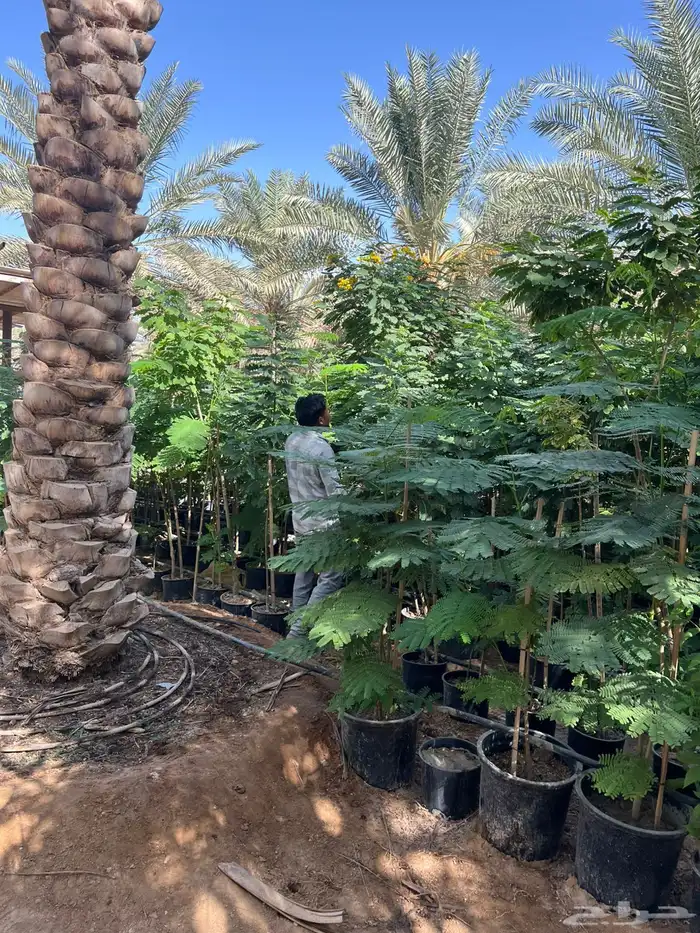 شتلات واشجار خدمة توصيل الرياض والخرج 5