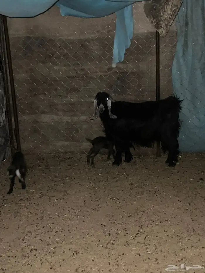 متبع عليها اثنين البيع مستعجل 0