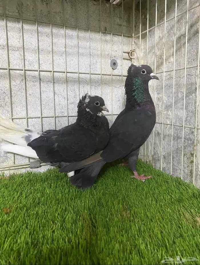 حمام قلابي غاندي جوز 0